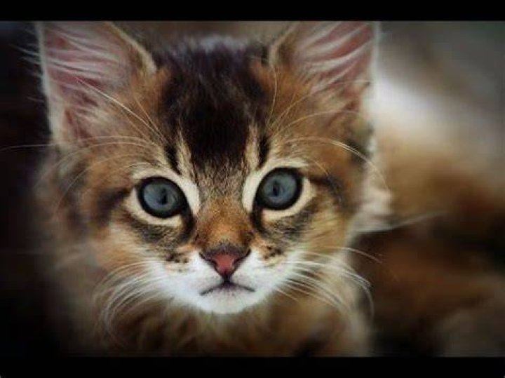 Cute Overload Top 5 Most Expensive Cat Breeds