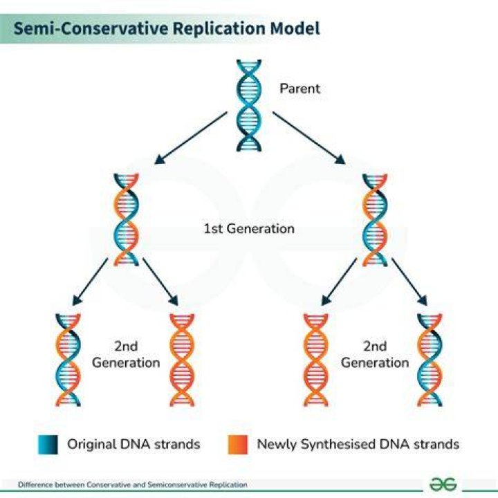 Dna Replication Semiconservative Biological Science Picture Directory