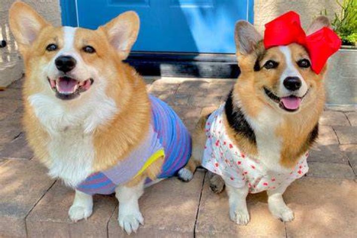 Hammy & Olivia's Favorite Things's Amazon Page