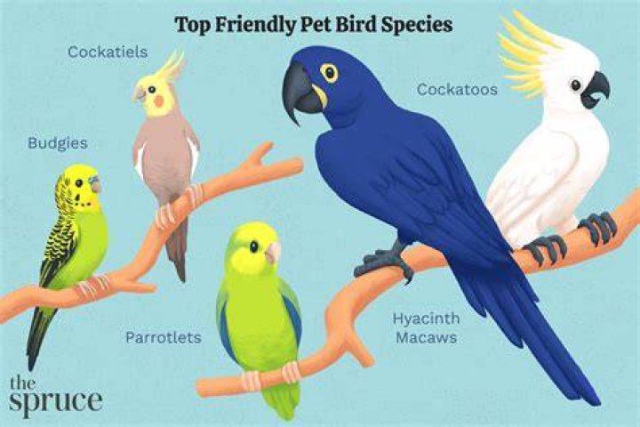 Pets Birds